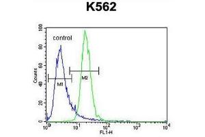PRKAA2 (Thr172) Antibody (Center) flow cytometric analysis of K562 cells (right histogram) compared to a negative control cell (left histogram). (PRKAA2 anticorps  (Middle Region, Thr172))