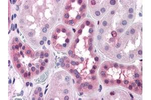 Immunohistochemical analysis of paraffin-embedded human Liver tissues using anti-BHMT antibody (ERK1/2 anticorps)