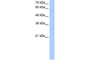 WB Suggested Anti-STEAP4 Antibody Titration:  0. (STEAP4 anticorps  (C-Term))