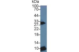 anti-B-cell antigen receptor complex-associated protein alpha chain (CD79A) (AA 30-193) antibody
