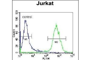 OR4N4 Antibody (N-term) (ABIN655423 and ABIN2844961) flow cytometric analysis of Jurkat cells (right histogram) compared to a negative control cell (left histogram). (OR4N4 anticorps  (N-Term))