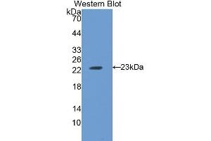 Western Blotting (WB) image for anti-Ferritin, Heavy Polypeptide 1 (FTH1) (AA 1-182) antibody (ABIN1078027) (FTH1 anticorps  (AA 1-182))