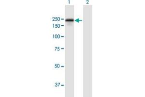 Western Blot analysis of DLC1 expression in transfected 293T cell line by DLC1 MaxPab polyclonal antibody. (DLC1 anticorps  (AA 1-1528))