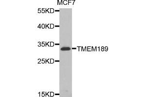 Western blot analysis of extracts of MCF7 cells, using TMEM189 antibody. (TMEM189 anticorps)