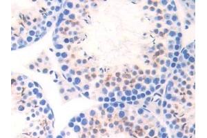 Detection of ELA1 in Mouse Testis Tissue using Polyclonal Antibody to Pancreatic Elastase 1 (ELA1) (CELA1 anticorps  (AA 44-259))