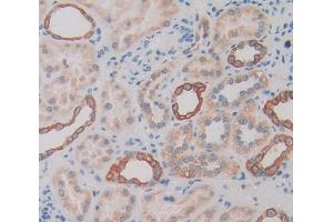 IHC-P analysis of Mouse Tissue, with DAB staining. (TIE1 anticorps  (AA 835-1134))