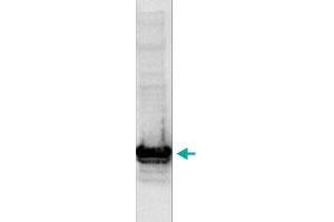 Western blot analysis using the Histone H3 (K9me2) polyclonal antibody .