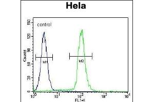 GDF6 Antibody (N-term) (ABIN655618 and ABIN2845098) flow cytometric analysis of Hela cells (right histogram) compared to a negative control cell (left histogram). (GDF6 anticorps  (N-Term))