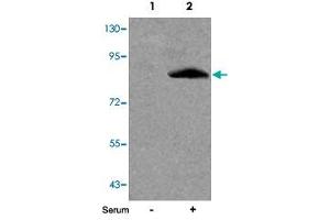 Western blot analysis of extracts from 293 cells untreated (Lane 1) or treated (Lane 2) with serum using FOXO1 (phospho S256) polyclonal antibody . (FOXO1 anticorps  (pSer256))
