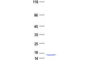 Validation with Western Blot