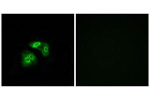 Immunofluorescence (IF) image for anti-Vomeronasal 1 Receptor 5 (VN1R5) (Internal Region) antibody (ABIN1853366) (VN1R5 anticorps  (Internal Region))