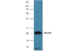 Mouse brain lysates probed with Anti- Neuritin Polyclonal Antibody, Unconjugated  at 1:300 overnight at 4˚C. (NRN1 anticorps  (AA 51-142))
