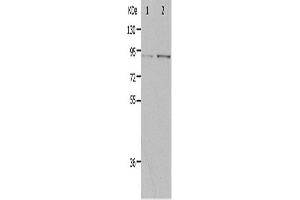 Western Blotting (WB) image for anti-Progesterone Immunomodulatory Binding Factor 1 (PIBF1) antibody (ABIN2426351) (PIBF1 anticorps)