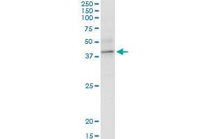 BCAT2 MaxPab polyclonal antibody.