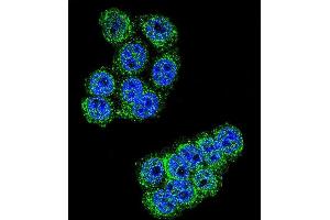 Confocal immunofluorescent analysis of D Antibody (C-term) (ABIN655179 and ABIN2844796) with Hela cell followed by Alexa Fluor 488-conjugated goat anti-rabbit lgG (green). (DPP3 anticorps  (C-Term))