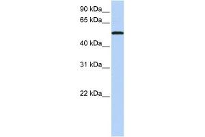 WB Suggested Anti-SIGLEC6 Antibody Titration:  0. (SIGLEC6 anticorps  (N-Term))