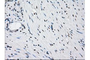 Immunohistochemical staining of paraffin-embedded pancreas tissue using anti-PRKYmouse monoclonal antibody. (PRKY anticorps)