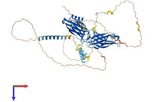 AlphaFold protein structure predicition of Mouse Recombinant Syt3 Protein, UniprotID O35681