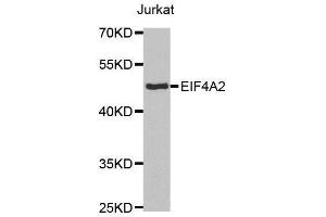 Western blot analysis of extracts of Jurkat cell lines, using EIF4A2 antibody. (EIF4A2 anticorps  (AA 1-270))