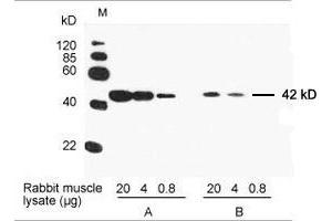Primary antibody: A.