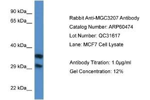 Western Blotting (WB) image for anti-Methylthioribose-1-Phosphate Isomerase 1 (Mri1) (N-Term) antibody (ABIN2788458)