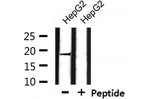 Western blot analysis of extracts from HepG2, using BORG3 Antibody. (CDC42EP5 anticorps  (N-Term))