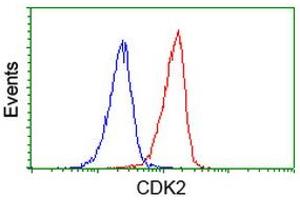 Image no. 2 for anti-Cyclin-Dependent Kinase 2 (CDK2) antibody (ABIN1497395) (CDK2 anticorps)