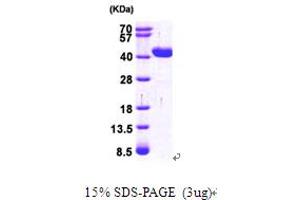SDS-PAGE (SDS) image for Glyoxylate Reductase/hydroxypyruvate Reductase (GRHPR) (AA 1-328) protein (His tag) (ABIN667010)