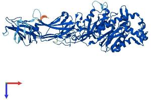 AlphaFold protein structure predicition of Mouse Recombinant Padi1 Protein, UniprotID Q9Z185