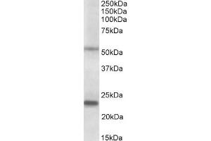 ABIN1049517 (0. (MMP3 anticorps  (AA 459-473))