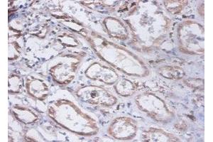 Immunohistochemistry of paraffin-embedded human kidney tissue using ABIN7153940 at dilution of 1:100 (PRKCSH anticorps  (AA 15-302))