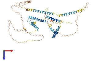 AlphaFold protein structure predicition of Human Recombinant NSRP1 Protein, UniprotID Q9H0G5