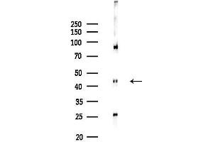 anti-Cyclin-Dependent Kinase-Like 1 (CDC2-Related Kinase) (CDKL1) (C-Term) antibody