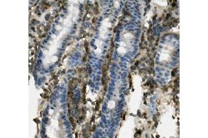 IHC analysis of SELPLG using anti-SELPLG antibody (ABIN7600341).