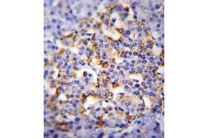 CMGA Antibody (C-term) (ABIN655729 and ABIN2845176) immunohistochemistry analysis in formalin fixed and paraffin embedded human pancreas tissue followed by peroxidase conjugation of the secondary antibody and DAB staining. (Chromogranin A anticorps  (C-Term))