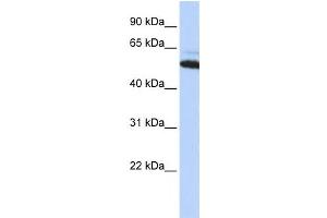 Western Blotting (WB) image for anti-Arginyltransferase 1 (ATE1) antibody (ABIN2459226) (ATE1 anticorps)