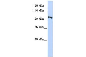 SMG5 antibody used at 1 ug/ml to detect target protein. (SMG5 anticorps)