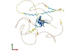 AlphaFold protein structure predicition of Human Recombinant FOXG1 Protein, UniprotID P55316