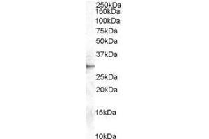 Image no. 1 for anti-Dimethylarginine Dimethylaminohydrolase 2 (DDAH2) (C-Term) antibody (ABIN374148) (DDAH2 anticorps  (C-Term))