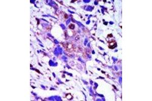 Image no. 1 for anti-Polo-Like Kinase 1 (PLK1) (C-Term) antibody (ABIN360333) (PLK1 anticorps  (C-Term))