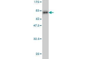 Western Blot detection against Immunogen (71.