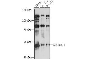 APOBEC3F Antikörper  (AA 1-65)