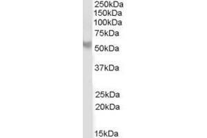 ABIN184652 (2µg/ml) staining of Human Cerebellum lysate (35µg protein in RIPA buffer).