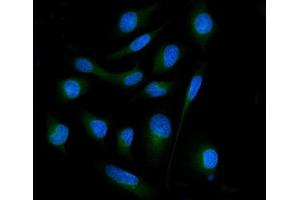 IF analysis of SH3GL2 using anti-SH3GL2 antibody (ABIN7602229). (SH3G2 anticorps  (AA 65-292))