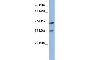 WB Suggested Anti-COX3 Antibody Titration:  0.