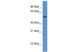 WB Suggested Anti-HARS AntibodyTitration: 1. (HARS1/Jo-1 anticorps  (N-Term))