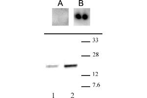 CENP-A phospho Ser18 antibody (pAb) tested by Western blot. (CENPA anticorps  (pSer16, pSer18))