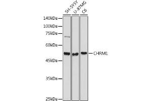 Western blot analysis of extracts of various cell lines, using CHRM1 antibody (ABIN3022210, ABIN3022211, ABIN3022212, ABIN1512760 and ABIN6218670) at 1:1000 dilution. (CHRM1 anticorps  (C-Term))