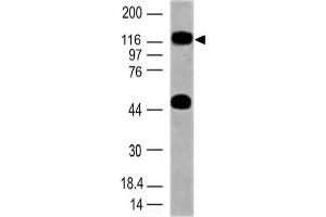 Image no. 1 for anti-Toll-Like Receptor 10 (TLR10) (AA 100-369) antibody (ABIN5027569) (TLR10 anticorps  (AA 100-369))
