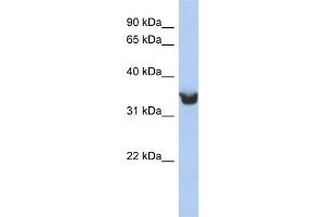 WB Suggested Anti-DLK1 Antibody Titration:  0.